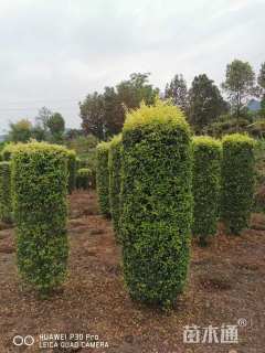 高度100厘米金禾女贞柱