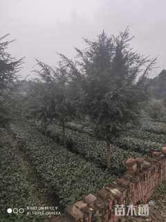 10公分红豆杉