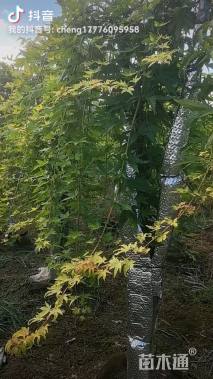 8公分日本红枫