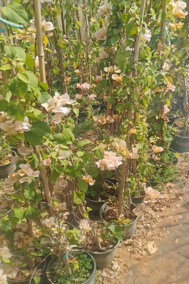 高度150厘米三角梅藤条