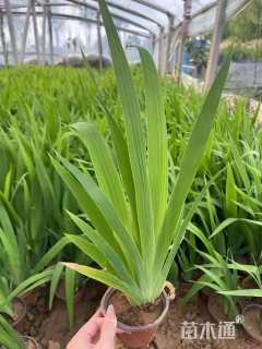 高度30厘米常绿彩虹鸢尾
