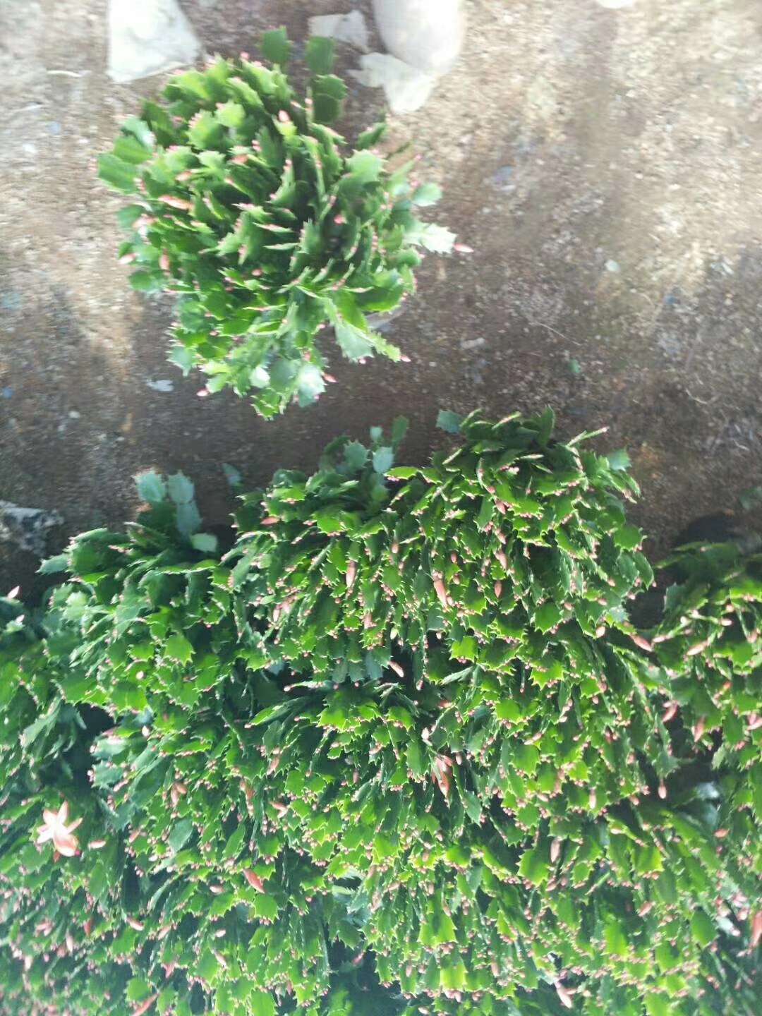 高度30厘米蟹爪兰