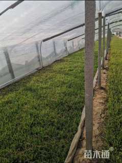 高度20厘米崂峪苔草