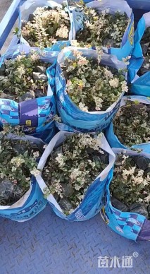 10厘米花叶络石