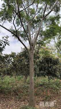 12公分栾树