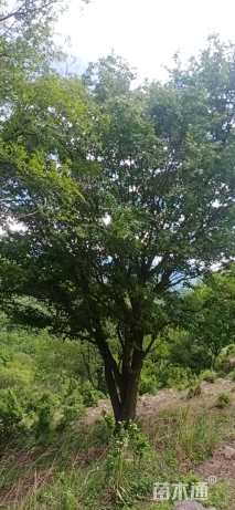 高度8厘米丛生五角枫