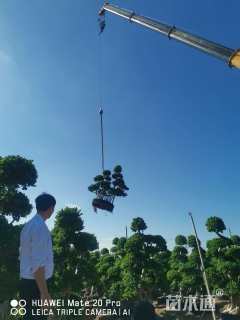 20公分小叶榕
