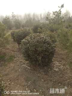 冠幅120厘米卫矛球