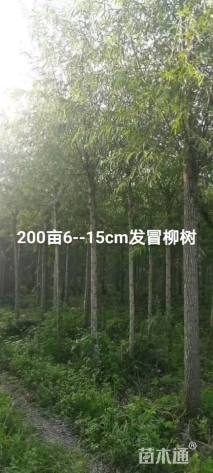 6公分柳树