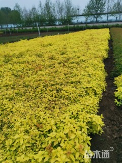 高度20厘米金山绣线菊