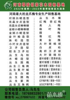 高度300厘米白皮松