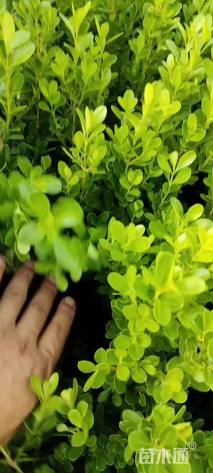 高度35厘米小叶黄杨