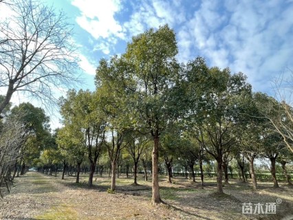 30公分香樟