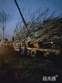 15公分黄山栾树