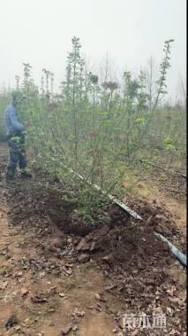 高度300厘米中华木绣球