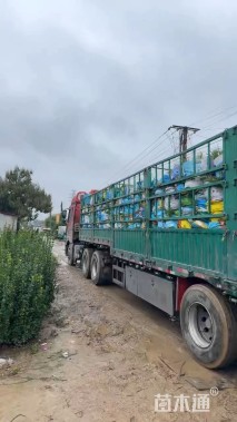 高度70厘米粉黛乱子草