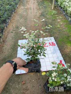 高度20厘米雪花木