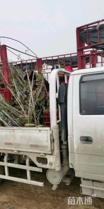 150厘米藤本月季