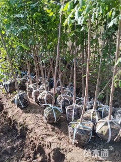 高度1.2厘米栾树小苗