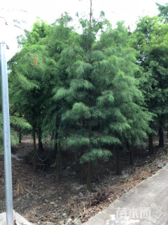 8公分池杉