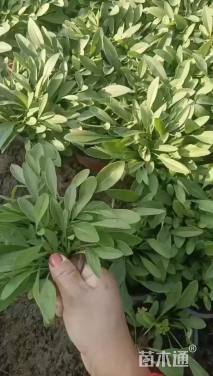 高度10厘米金鸡菊