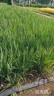 高度20厘米黄菖蒲