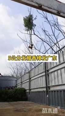 5公分香樟
