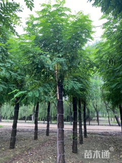 10公分香花槐