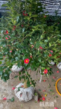 高度250厘米茶花