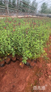 高度25厘米毛鹃