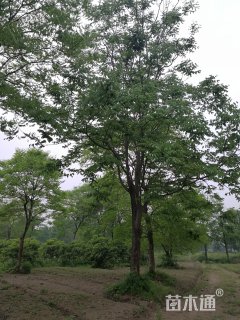 30公分无患子
