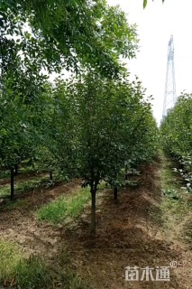 10公分垂丝海棠