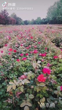 高度50厘米月季小苗