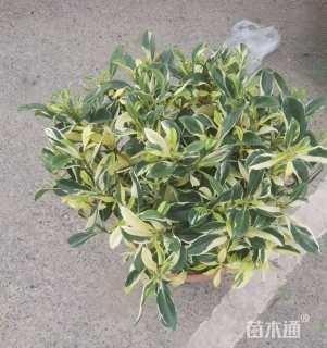 高度20厘米非洲茉莉