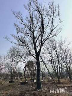 35公分朴树