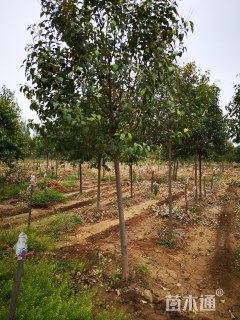 18公分大叶女贞