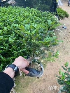 高度20厘米胡椒木