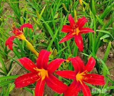 高度20厘米萱草