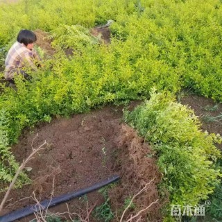 高度50厘米金叶水蜡
