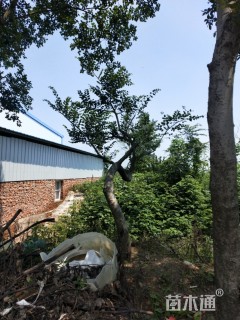原生苗造型朴树