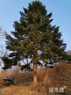 原生苗冷杉
