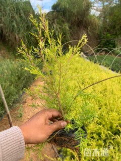 高度25厘米千层金