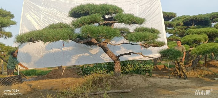 高度430厘米黑松