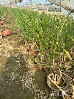 高度10厘米紫娇花