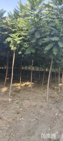 4公分冬火炬树