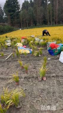 高度25厘米金叶石菖蒲