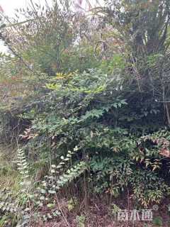 高度1200厘米南天竹