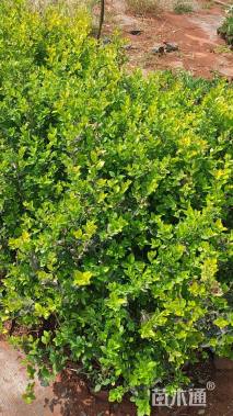 高度30厘米金叶女贞