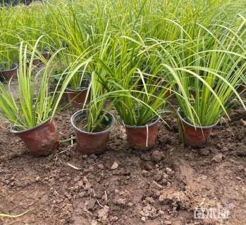 高度25厘米金叶石菖蒲