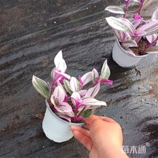 高度18厘米吊兰